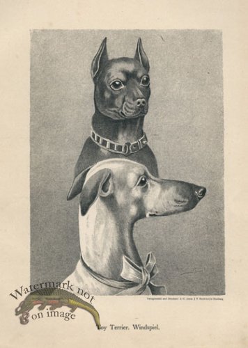 (image for) 1890s Dogs 11