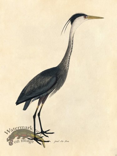 Great Blue Heron - Tribute Bd 01
