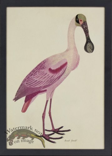 (image for) Tribute BFs 02 -- Spoonbill