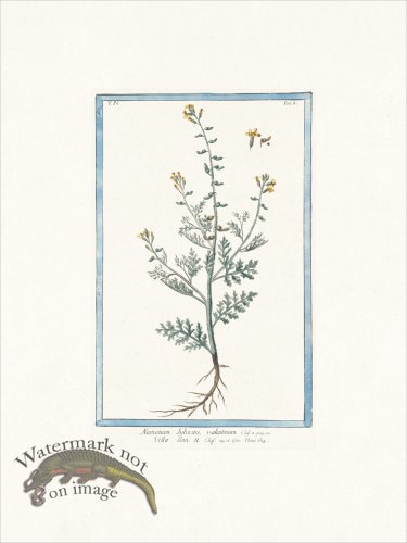 (image for) Bonelli 308 Wild watercress