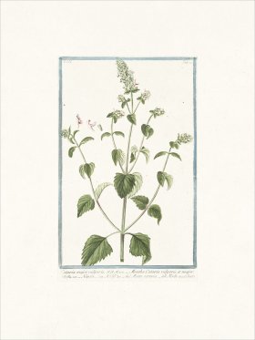 Bonelli 280 Cat Mint