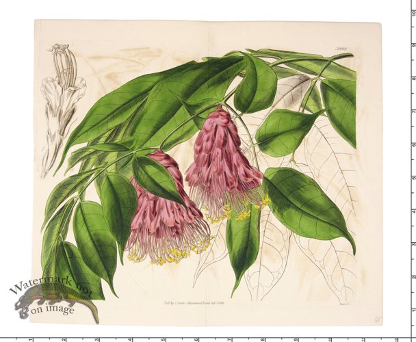 (image for) Curtis Botanical 026