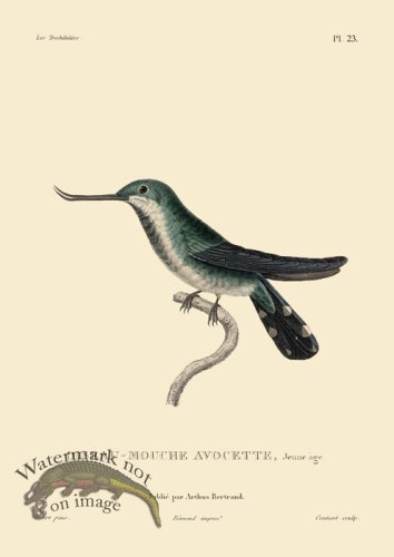 (image for) Humming Bird 23