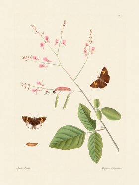 Abbot Butterfly 020