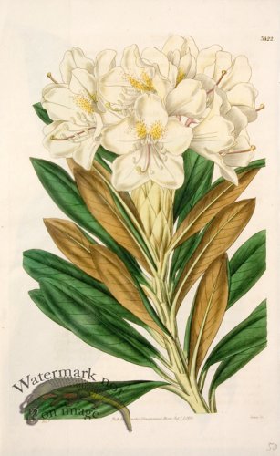 (image for) CBMS_00107