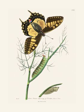 398 Machaon