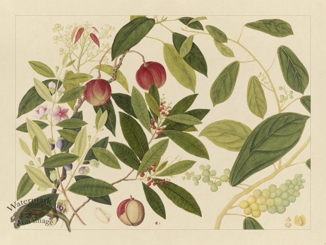 (image for) Andalas Botanicals 09