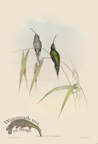 (image for) Gould Hummingbird 030