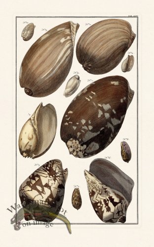 (image for) Seba B2 064