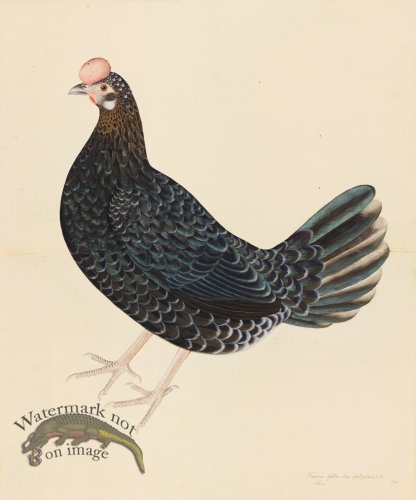 SWEDISH ORIGINAL FARMHEN . PL 29