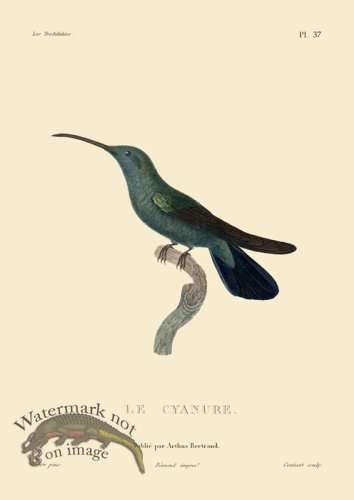 (image for) Humming Bird 37