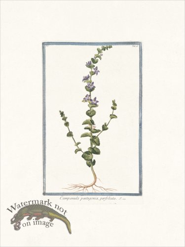 (image for) Bonelli 075 Five petaled blower