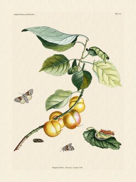 Wilkes Butterflies 083