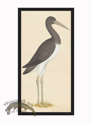 (image for) Rudbeck CFA_BF 301