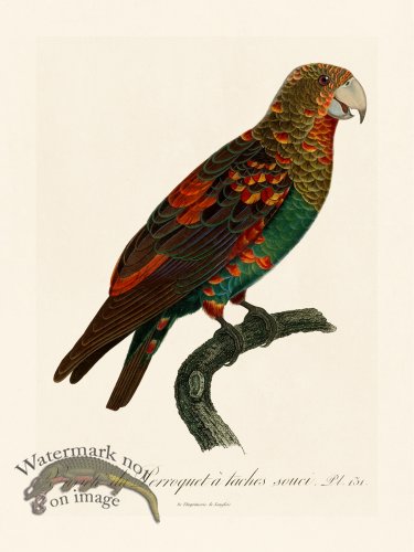 (image for) Barraband Parrot 131