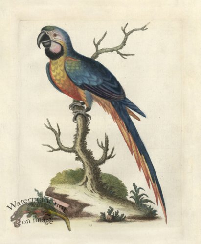 Edwards Parrot 02