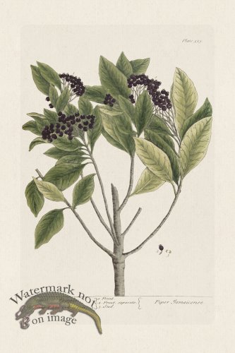 (image for) BEE 355 Jamaica Pepper