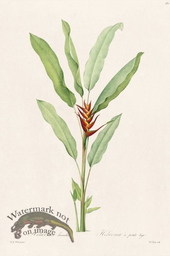 (image for) Les Liliacees Redoute 382