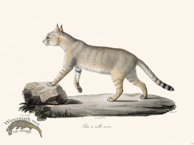 (image for) Cuvier 116 Red-Eared Cat