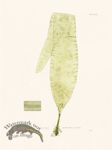 (image for) Bradbury Seaweed 149