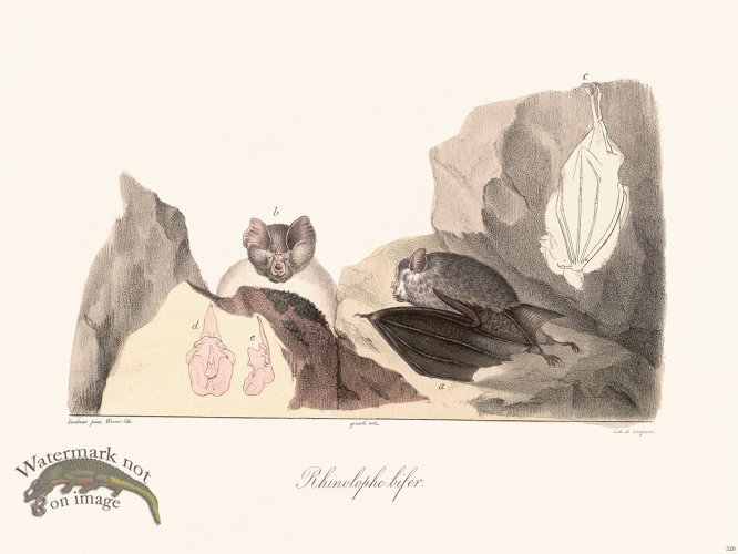 (image for) Cuvier 320 Rhinolophe Bifer