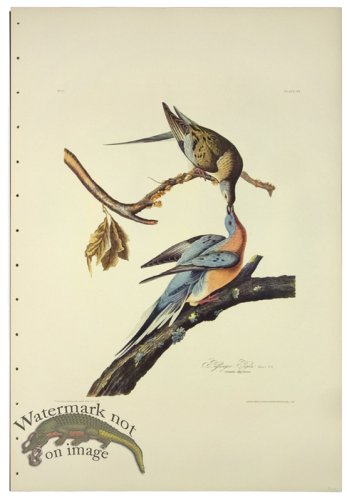 (image for) Passenger Pigeon L.E.