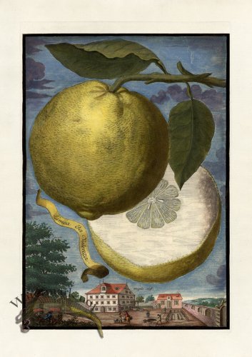 (image for) Volckamer 049