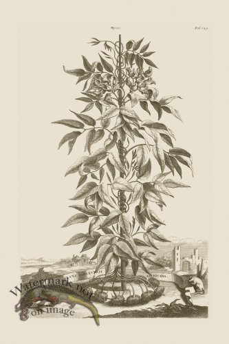 (image for) Abraham Munting 107