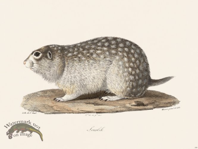 (image for) Cuvier 258 Souslik