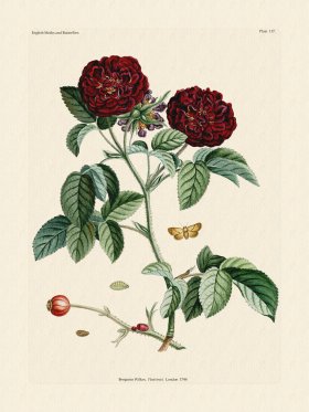 Wilkes Butterflies 117