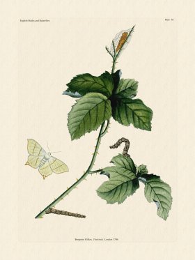 Wilkes Butterflies 039