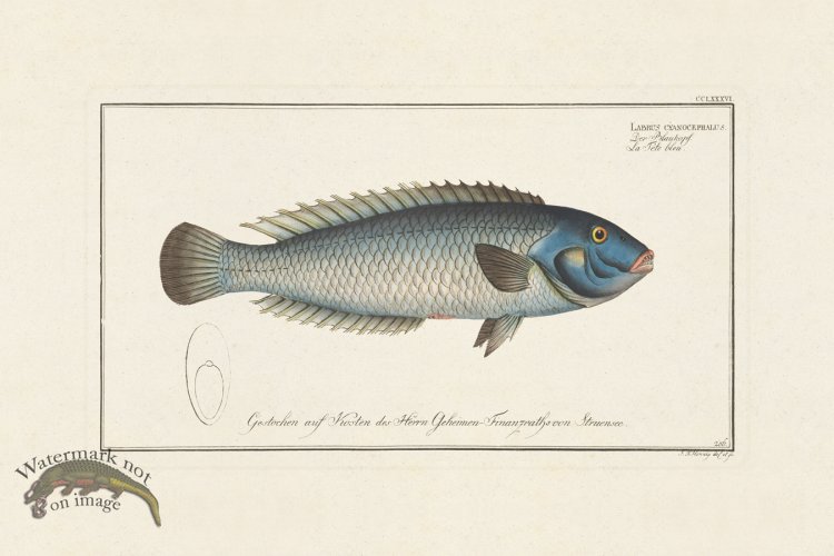 (image for) BLOCH FISH 286