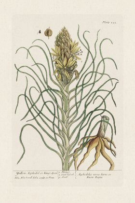 BEE 233 Yellow Asphodel