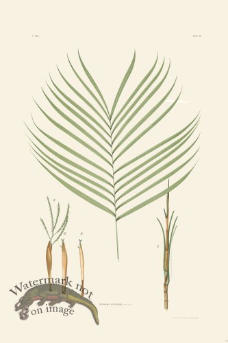 (image for) Rodrigues Palm Front 011