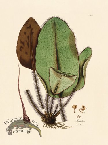 (image for) Hooker Fern 15