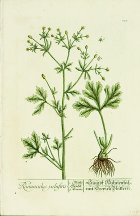 Blackwell German 125