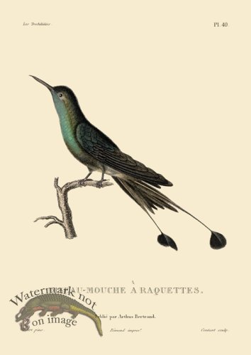 (image for) Humming Bird 40