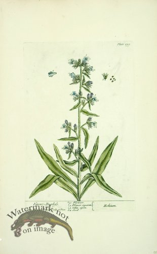 (image for) Blackwell E 51