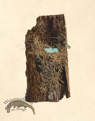 (image for) Eggs of Ohio 012