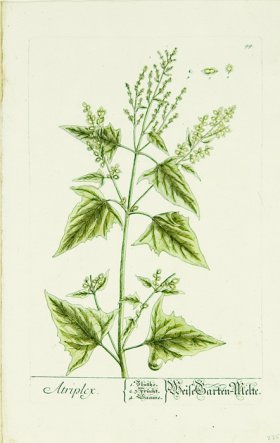 Blackwell German 095