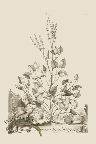 (image for) Abraham Munting 074