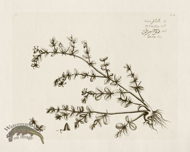 (image for) HORTUS VOL 02 47