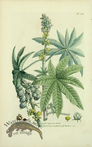 (image for) Philip Miller 003