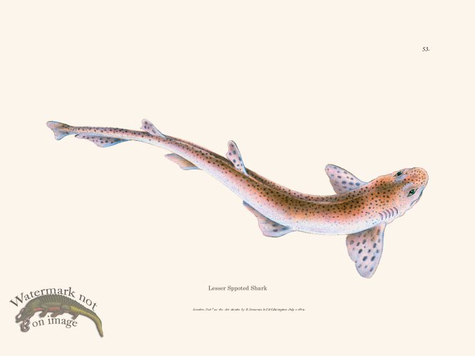 (image for) 053 Lesser Sppoted Shark