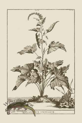 (image for) Abraham Munting 191