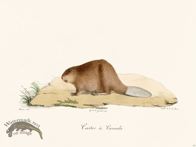 (image for) Cuvier 210 Beaver Of Canada