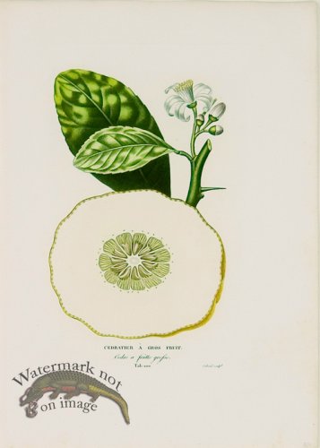 (image for) Poiteau Citrus 22