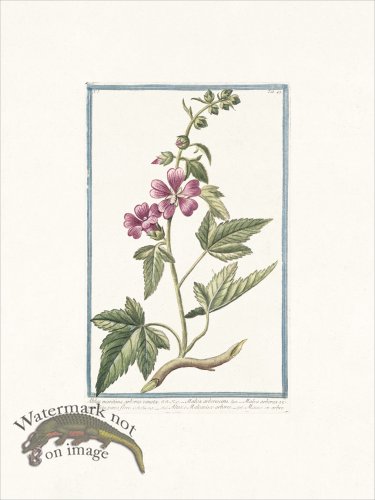 (image for) Bonelli 047 Alth