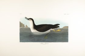 Manks Shearwater