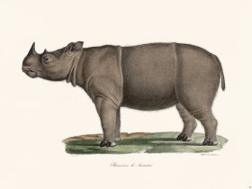 Cuvier 086 Sumatran Rhinoceros